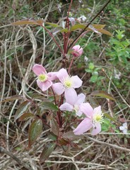 Clematis montana