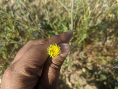 Chaenactis glabriuscula