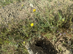 Chaenactis glabriuscula