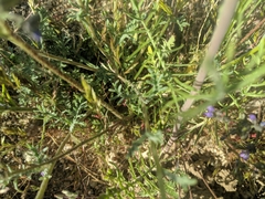 Chaenactis glabriuscula