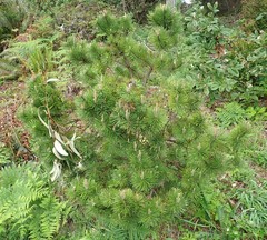 Pinus contorta contorta