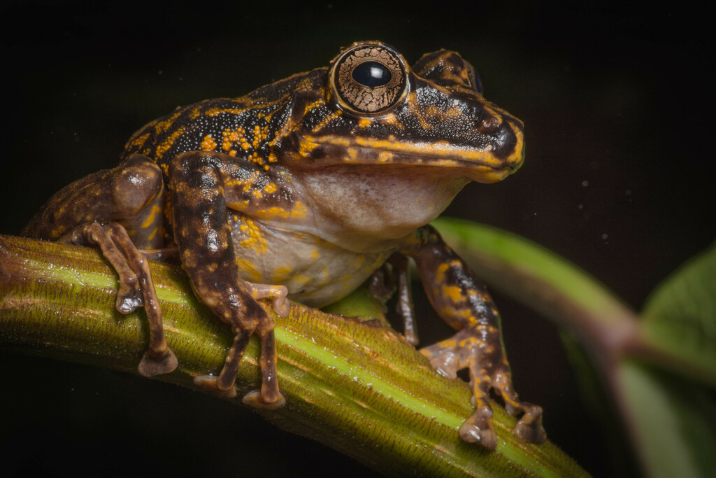 Labiated Rainfrog