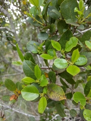 Rhamnus pirifolia