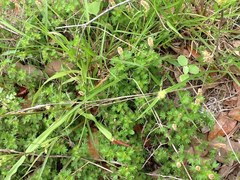 Acalypha radians