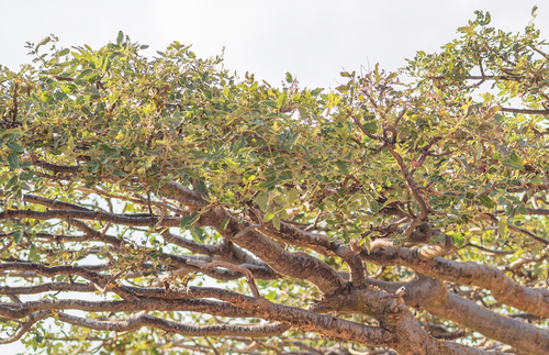 Boswellia scopulorum (Boswellia scopulorum)