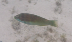 Pseudolabrus luculentus