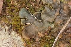 Peltigera scabrosa