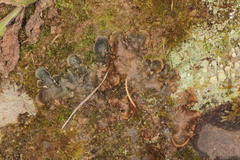 Peltigera scabrosa