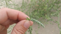 Corispermum villosum