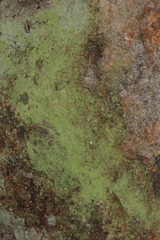 Chrysothrix chlorina