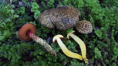 Amoenoboletus mcrobbii
