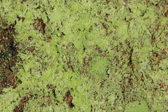 Chrysothrix chlorina