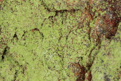 Chrysothrix chlorina