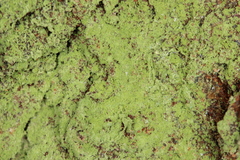 Chrysothrix chlorina