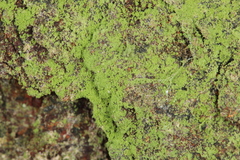 Chrysothrix chlorina