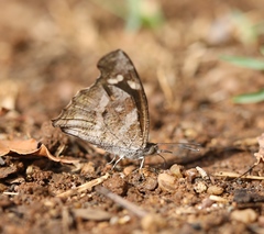 Libythea laius