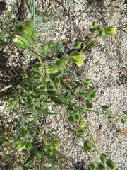 Emmenanthe penduliflora penduliflora