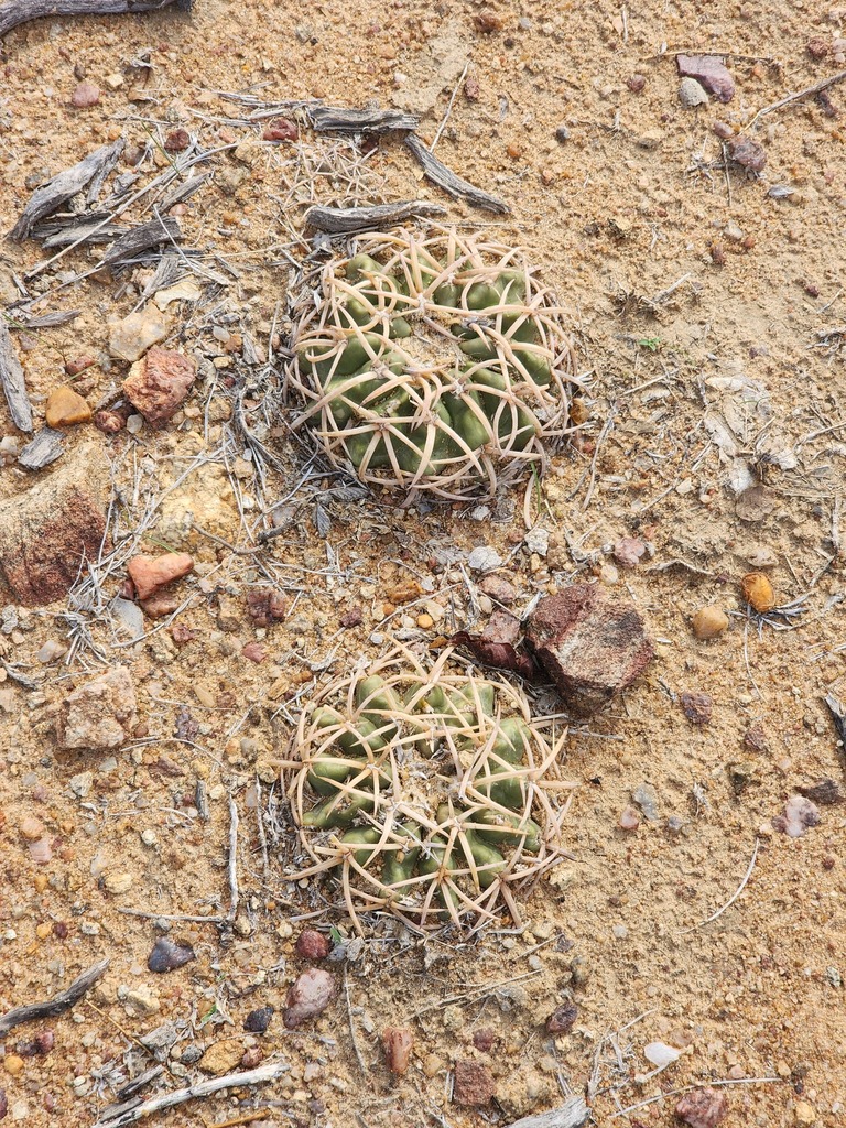 Discocactus bahiensis, Bahia, BR