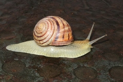 Helix albescens