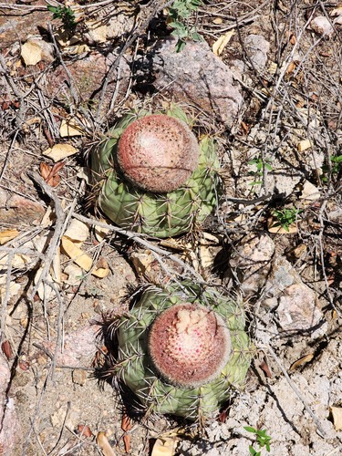 Melocactus pruinosus