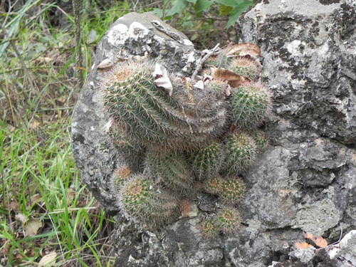Echinopsis calochlora, photograph 4