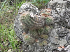 Echinopsis calochlora, photograph (c) Thomaz Ricardo Favreto Sinani, some rights reserved (CC BY)