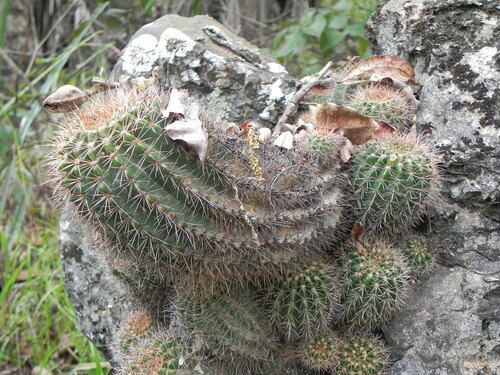 Image of Echinopsis calochlora by (c) Thomaz Ricardo Favreto Sinani, some rights reserved (CC BY)