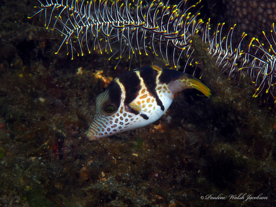 Valentinni's sharpnose puffer
