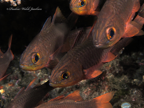 Yelloweyed Cardinalfish