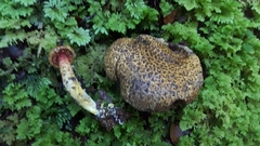 Amoenoboletus mcrobbii
