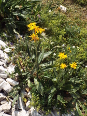 Senecio doronicum