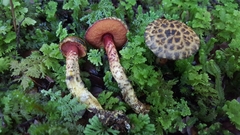 Amoenoboletus mcrobbii