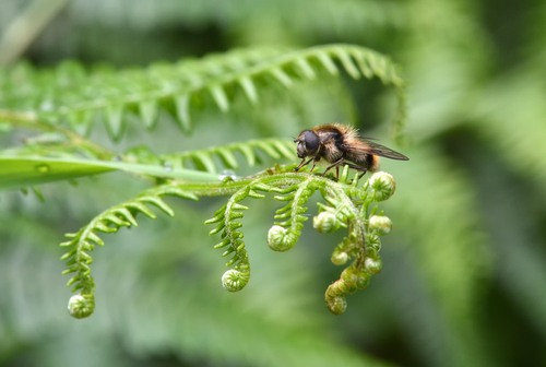Bumblebee Blacklet photo 2