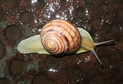 Helix albescens