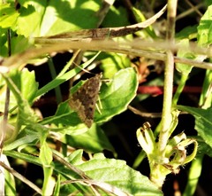 Hypena scabra