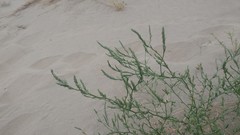 Corispermum villosum