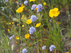 Gilia achilleifolia