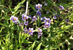 Sisyrinchium pruinosum