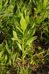 Plectocephalus americanus