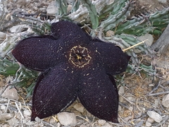 Tridentea gemmiflora