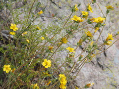 Mentzelia gracilenta