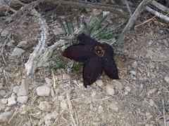 Tridentea gemmiflora