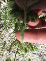Emmenanthe penduliflora penduliflora