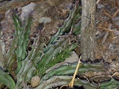 Tridentea gemmiflora