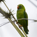 Hanging-Parrots - Photo (c) Mike (NO captive birds) in Thailand, some rights reserved (CC BY-NC-ND)