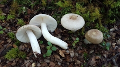 Russula purpureotincta