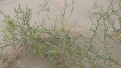 Corispermum villosum