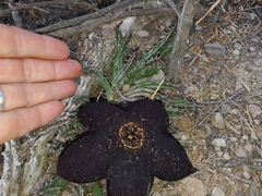 Tridentea gemmiflora