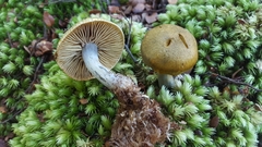 Cortinarius calaisopus