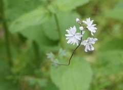 Lithophragma heterophyllum